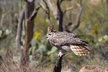 Great horned owl perched on dead cactus
