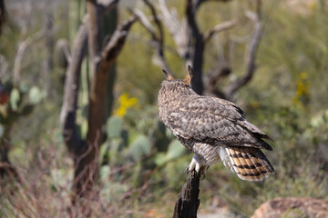 Great horned owl perched on dead cactus
