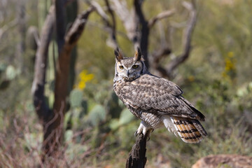 Great horned owl perched on dead cactus
