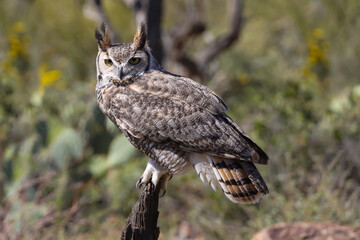 Great horned owl perched on dead cactus
