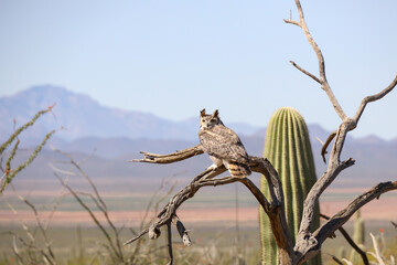Great horned owl perched on dead cactus
