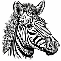 Detailed illustration of a zebra head with distinctive black and white stripes.