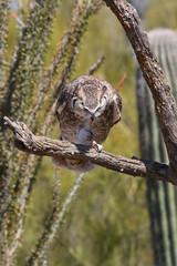 Great horned owl perched on dead cactus
