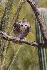 Great horned owl perched on dead cactus
