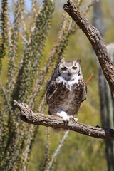 Great horned owl perched on dead cactus
