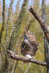 Great horned owl perched on dead cactus
