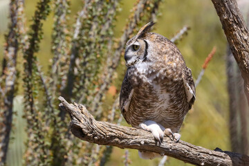Great horned owl perched on dead cactus
