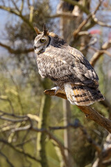 Great horned owl perched on dead cactus
