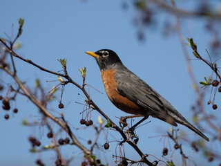 a beautiful American robin sits on a branch under blue spring skies