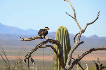 Crested Caracara perched on a branch 