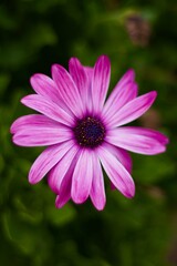 Obraz premium El Morado de la Vida