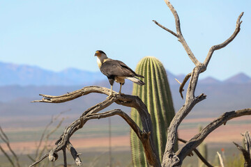 Crested Caracara perched on a branch 
