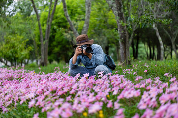 Photographer is taking photo of blossoming wild flower meadow pink zephyranthes carinata rain lily bulb during spring season in the woodland forest which is native to Central America for hiking travel