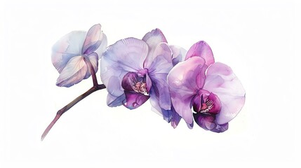 A detailed watercolor painting of a single orchid in purple hues, elegantly set against a white background
