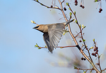 a cedar waxwing takes flight from a flowering crab tree in spring