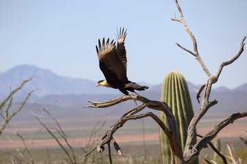 Crested Caracara flying from a branch 