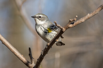 yellow-rumped warbler perched on a branch in early spring