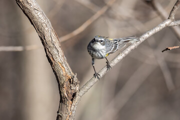 yellow-rumped warbler perched on a branch in early spring