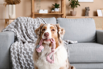 Cute Australian Shepherd dog with rope toy sitting near sofa in living room