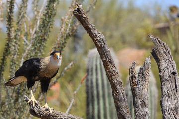 Crested Caracara perched on a branch 