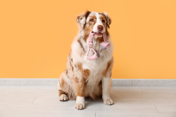 Fluffy Australian Shepherd dog with rope toy sitting near orange wall