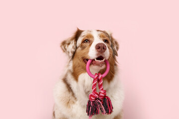 Fluffy Australian Shepherd dog with rope toy sitting near pink wall