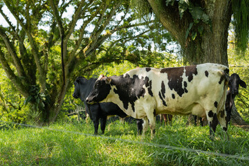 three cows in a paddock under two large trees. cows without horns, one white with spots and two...
