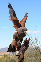 Harris Hawk perched on gloved hand