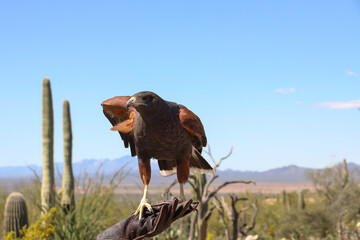 Harris Hawk perched on gloved hand