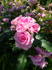 Obraz na płótnie Canvas 植物園に咲くピンクの薔薇