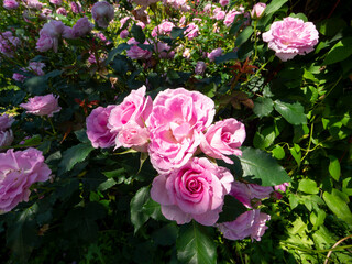 植物園に咲くピンクの薔薇