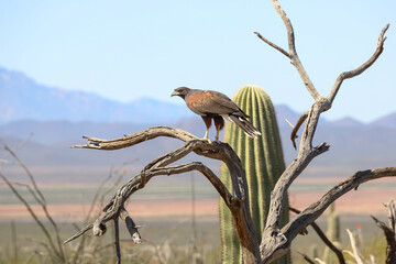 Harris Hawk perched on a branch