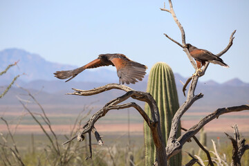 Harris Hawk flying from a branch