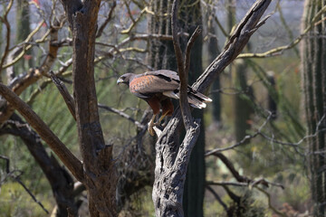 Harris Hawk perched on a branch