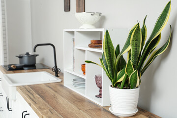Wooden kitchen counters with houseplant and shelves near white wall
