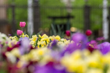A close up of a garden with a variety of flowers, including pink