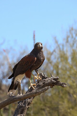 Harris Hawk perched on a branch