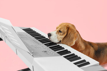 Cute beagle dog with modern synthesizer on pink background