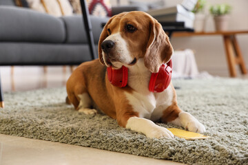 Cute beagle dog with modern headphones lying on carpet at home