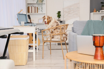 Cute Australian Shepherd dog sitting at table with record player at home