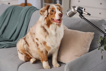 Cute Australian Shepherd dog with microphone sitting on sofa at home