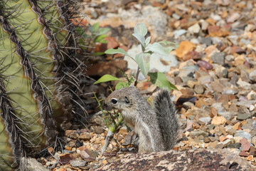 Juvenile ground squirrel