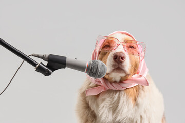 Funny Australian Shepherd dog with microphone on grey background