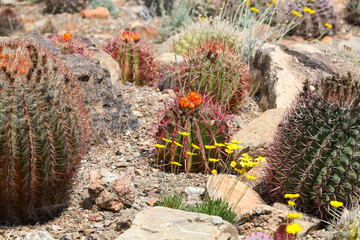 California barrel cactus with red blooms surrounded by  yellow flowers