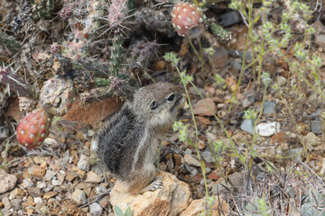 Juvenile ground squirrel