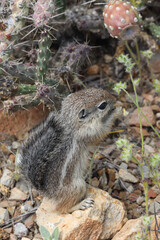 Juvenile ground squirrel
