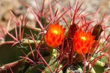 California barrel cactus with red blooms