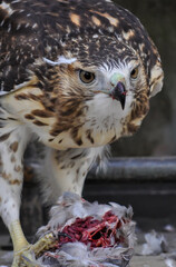 Portrait of a Falcon
