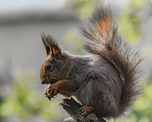 A forest squirrel sits in a tree and eats its A forest squirrel sits in a tree and eats its food
