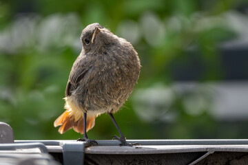 Junger Hausrotschwanz sitzt auf im Garten und wartet auf Futter